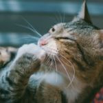 examen físico para gatos mayores