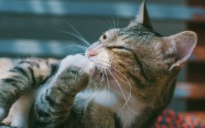 examen físico para gatos mayores