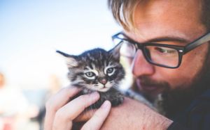 Por qué mi gato no es sociable