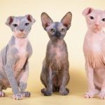 gato de Ucrania Levkoy ucraniano