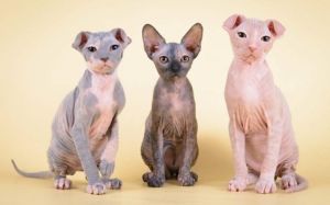 gato de Ucrania Levkoy ucraniano