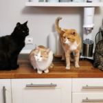 patrones de color en gatos