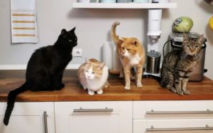 patrones de color en gatos