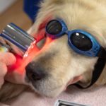 terapia láser para perros