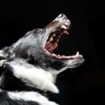 tos en perros
