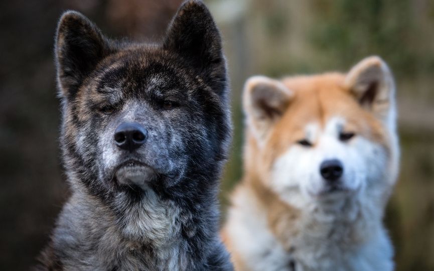 Akita Inu soporta el frío