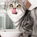 arenero para gatos