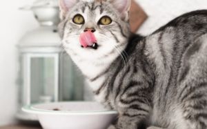 arenero para gatos