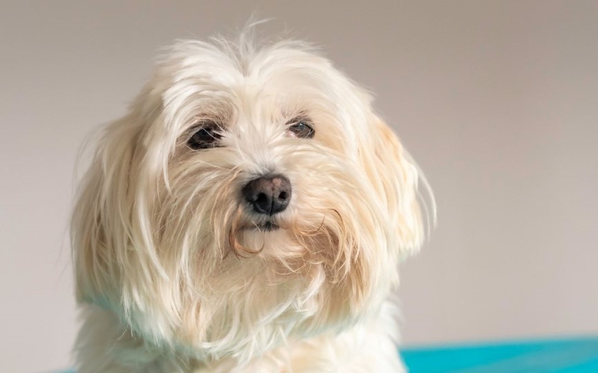 Bichón Maltés uno de los perros más peludos