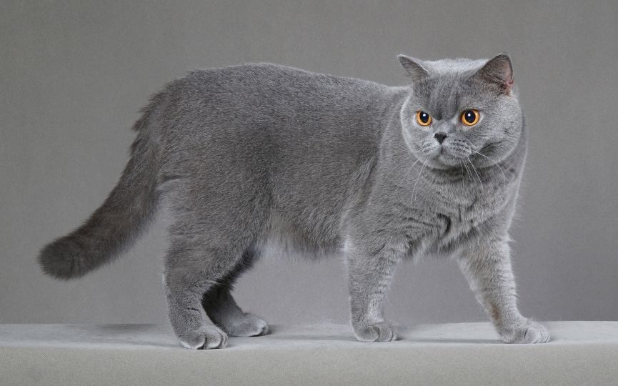 British Shorthair