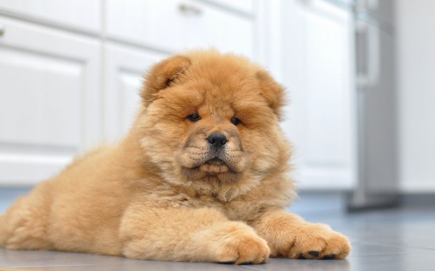 Chow Chow raza que se protege del frío