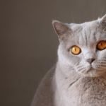 gatos grises y azules