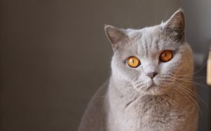 gatos grises y azules