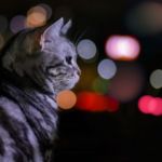 hiperactividad nocturna en gatos