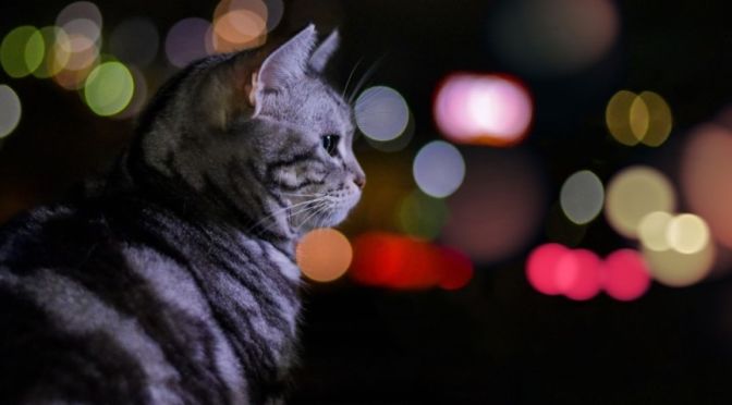 hiperactividad nocturna en gatos