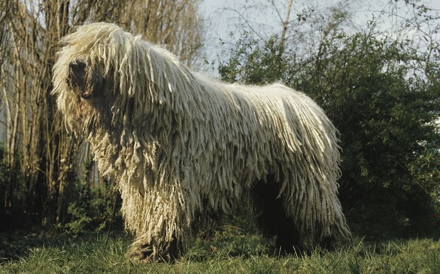 Perro Komondor pasa menos frío