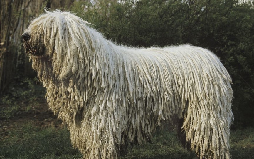 Komondor