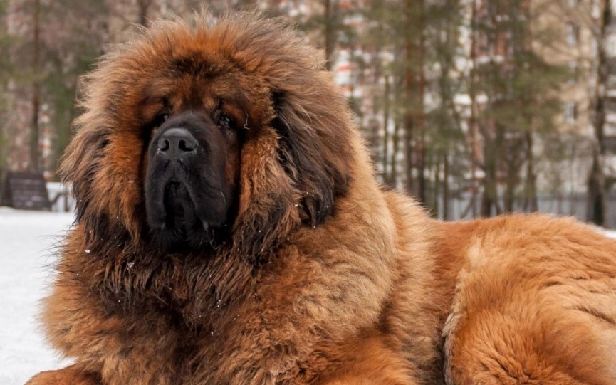 Los mastines tibetanos son de los perros más peludos