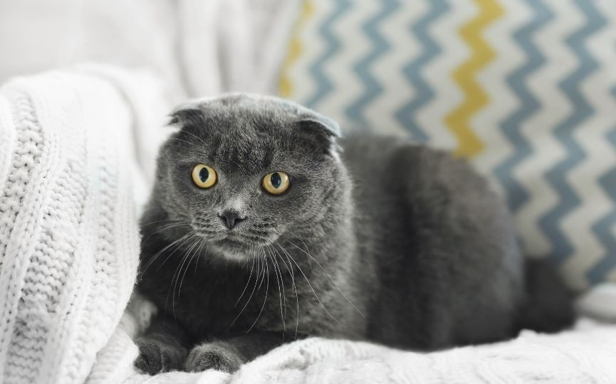 gato nebelung