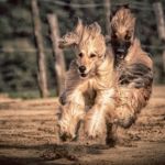 perros más peludos