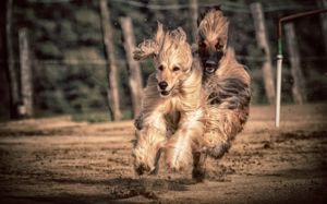 perros más peludos