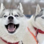 razas de perros que mejor soportan el frío