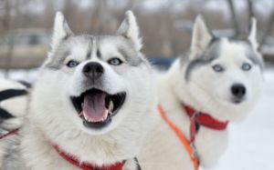 razas de perros que mejor soportan el frío
