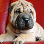 Fiebre del sharpei