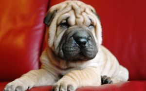 Fiebre del sharpei