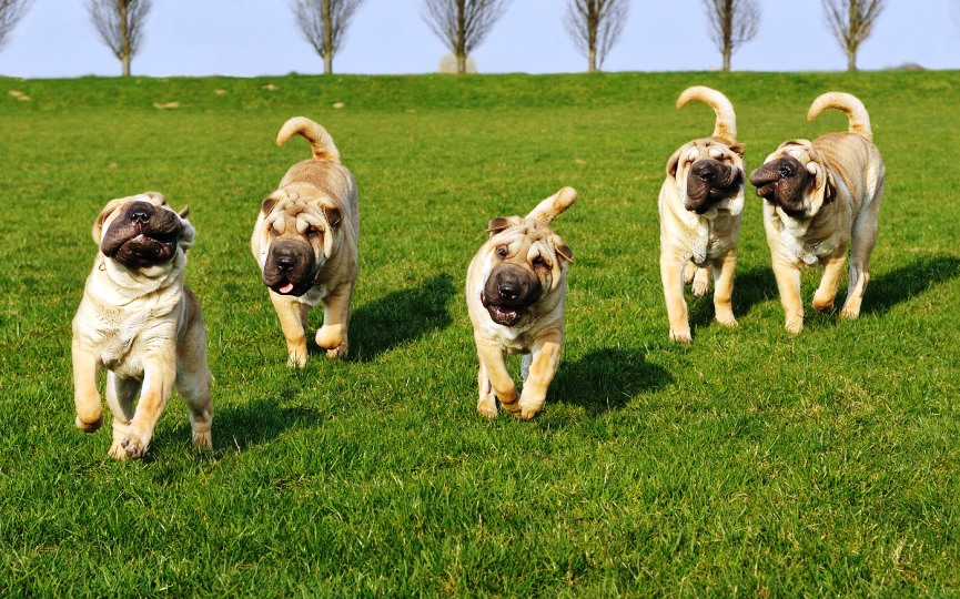 ejemplares de sharpei