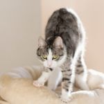 por qué un gato amasa