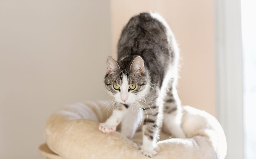 por qué un gato amasa
