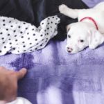 Incontinencia urinaria en perros