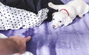 Incontinencia urinaria en perros