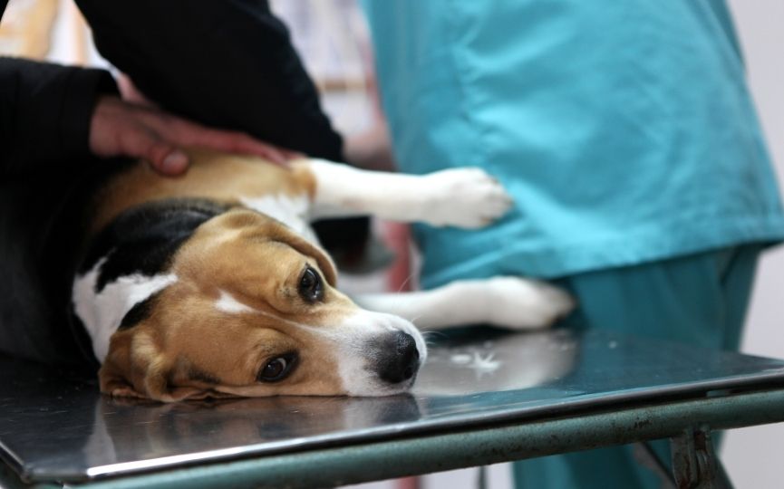 Incontinencia urinaria en perros