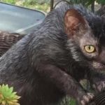 Lykoi o gato lobo