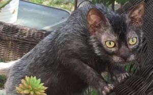 Lykoi o gato lobo