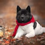 cómo saber que un perro tiene frío
