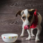ácidos grasos esenciales en perros