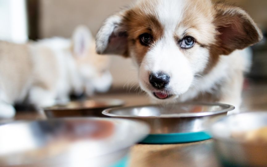 ácidos grasos en perros