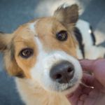 animales como seres sintientes y no cosas