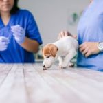 desparasitar perros