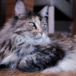 gato grande Maine Coon