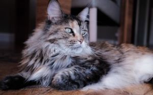gato grande Maine Coon