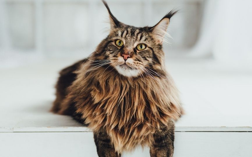 gato Maine Coon