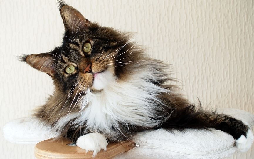 todo sobre los gatos Maine Coon