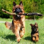 PERROS CON ENFERMEDADES CONGÉNITAS