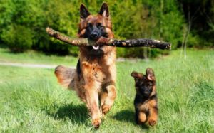 PERROS CON ENFERMEDADES CONGÉNITAS