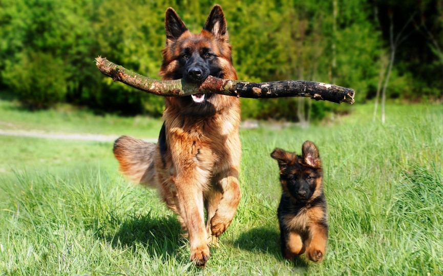 PERROS CON ENFERMEDADES CONGÉNITAS