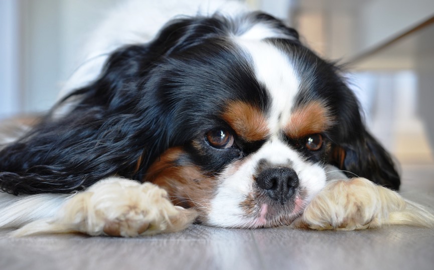 PERROS CON ENFERMEDADES CONGÉNITAS